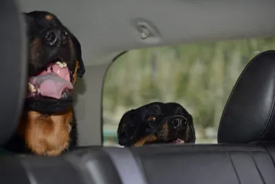 DSC_3025 (Large).JPG